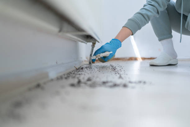 Best Mosquito Control Services  in Piednt, MO